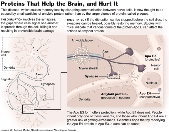 Proteins That Help the Brain, and Hurt It