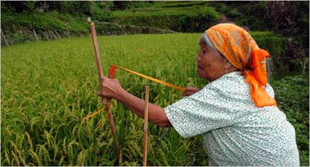 older woman in a rice field