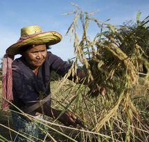 Woman harvesting rice. Photo: Nile Sprague/HelpAge International